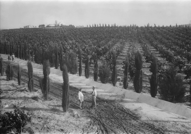 פרדס הדרים בגן רווה / שמואל יוסף שויג / 1935