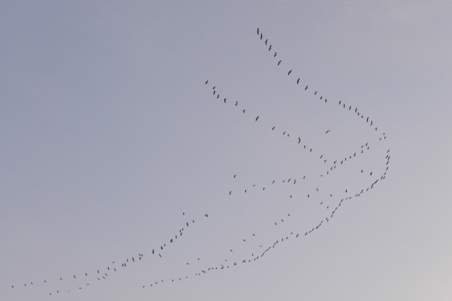 ויש גם ציפורים נודדות