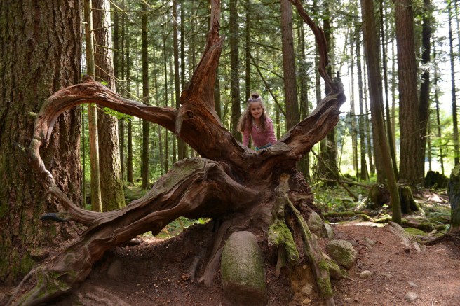 עלמיק בLynn Canyon