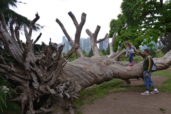 גזע עץ סטנלי פארק