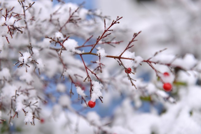 שלג בונקובר