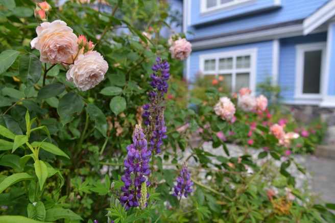 אביב בונקובר