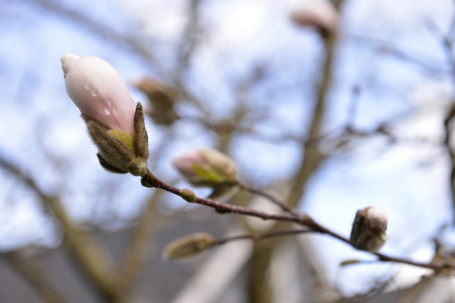 אביב בונקובר
