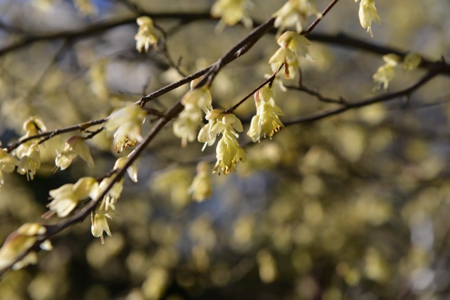 אביב בונקובר
