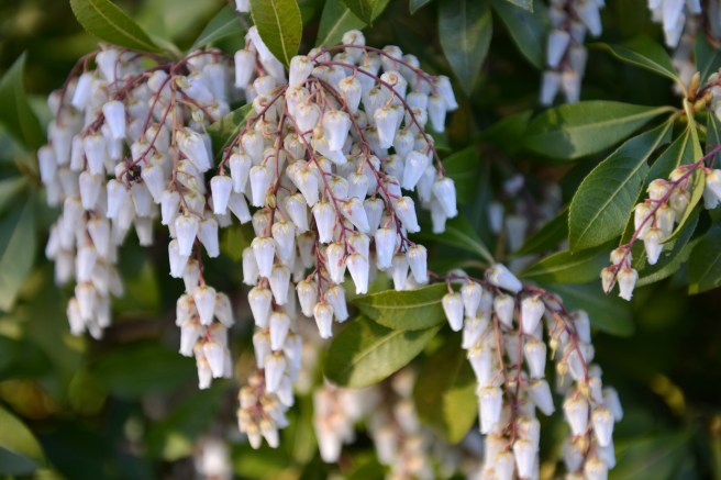 אביב בונקובר