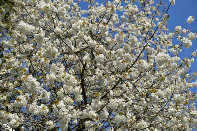 אביב בונקובר
