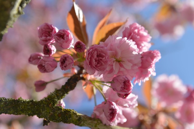 אביב בונקובר