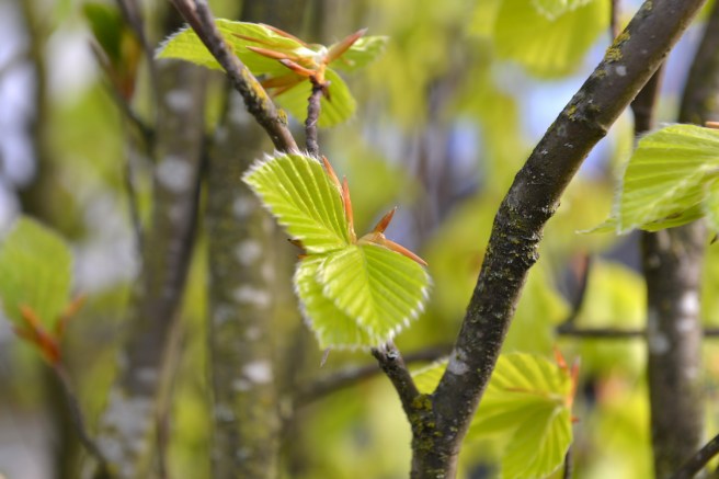 אביב בוונקובר