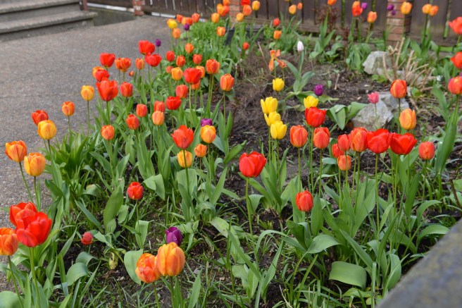 אביב בונקובר