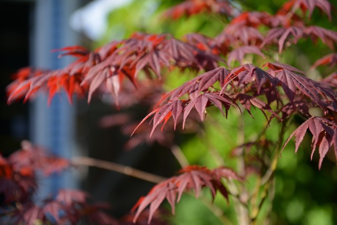 אביב בונקובר
