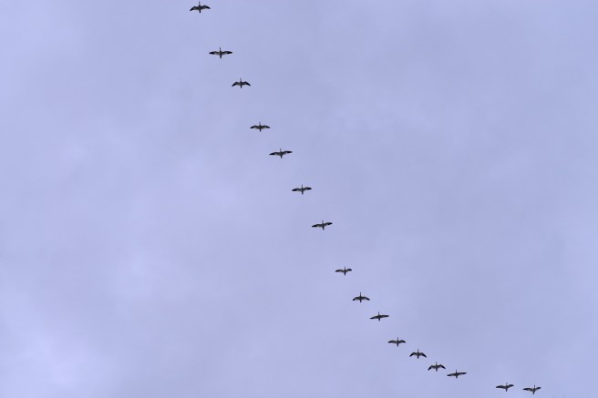 המשפחה המטיילת