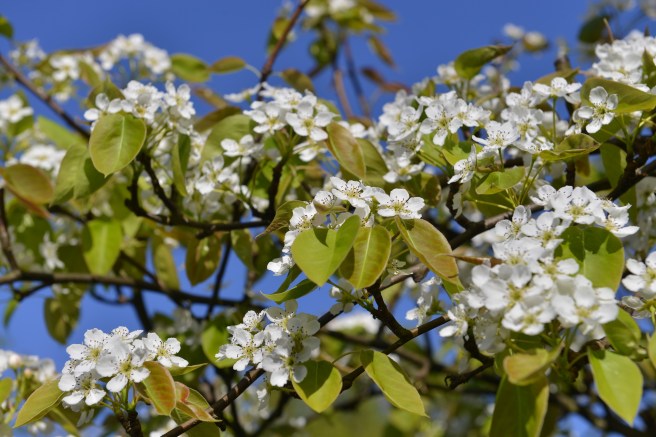 אביב גלית לוינסקי
