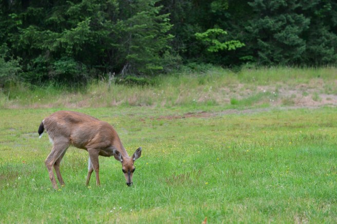 במבי צילום גלית לוינסקי