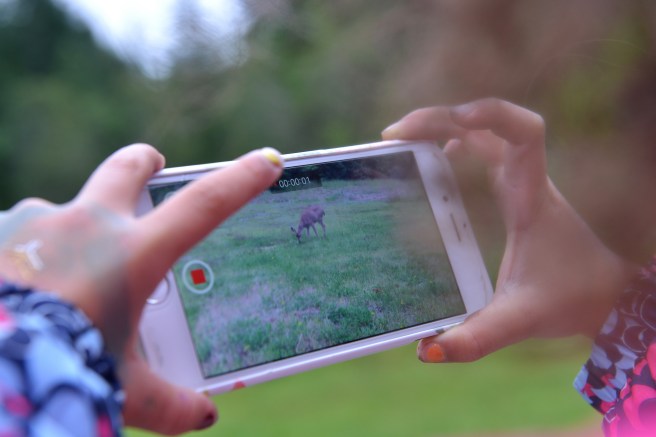 במבי צילום גלית לוינסקי