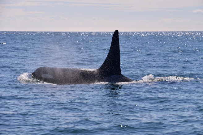 ונקובר איילנד צילום גלית לוינסקי