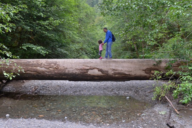 יער צילום גלית לוינסקי