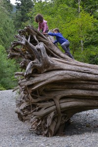 יער צילום גלית לוינסקי