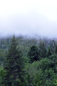 נחל בדרך לטופינו צילום גלית לוינסקי