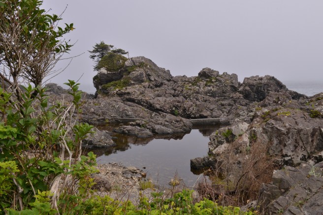 טופינו צילום גלית לוינסקי