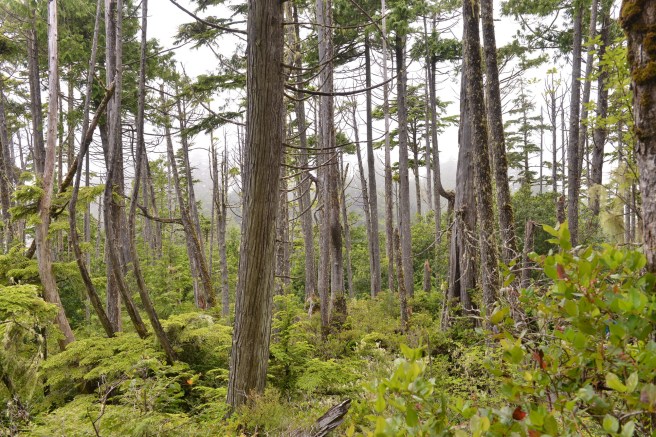 טופינו צילום גלית לוינסקי