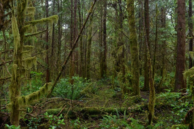 יער גשם קנדי צילום גלית לוינסקי