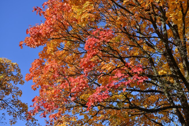 סתיו גלית לוינסקי