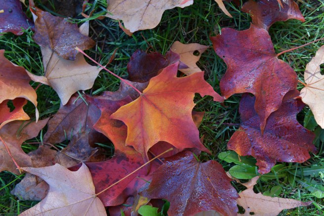 סתיו גלית לוינסקי