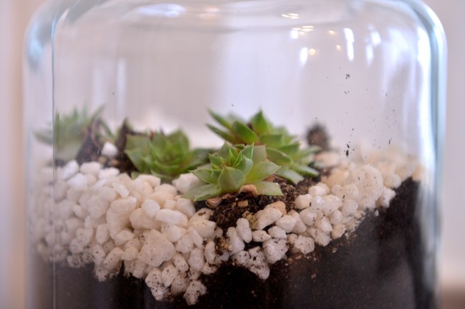 בלוג גלית לוינסקי