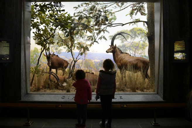 ניו יורק צילום גלית לוינסקי