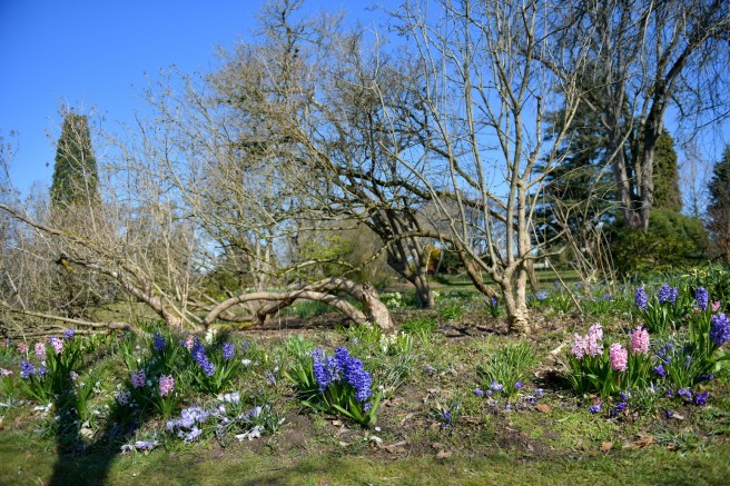 אביב וקורונה גלית לוינסקי