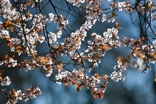 אביב וקורונה גלית לוינסקי