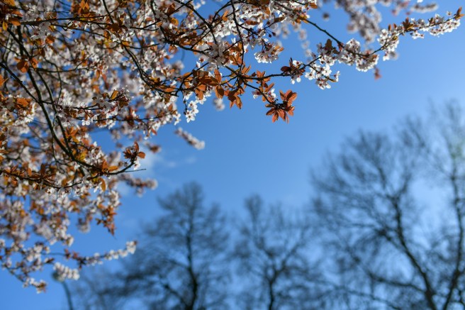 אביב וקורונה גלית לוינסקי