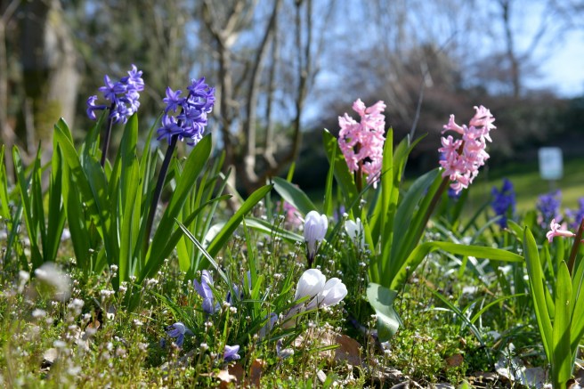 אביב וקורונה גלית לוינסקי