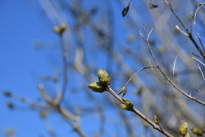 אביב וקורונה גלית לוינסקי