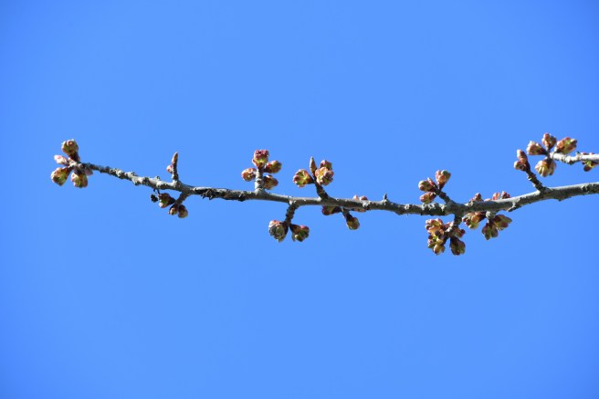 אביב בונקובר גלית לוינסקי