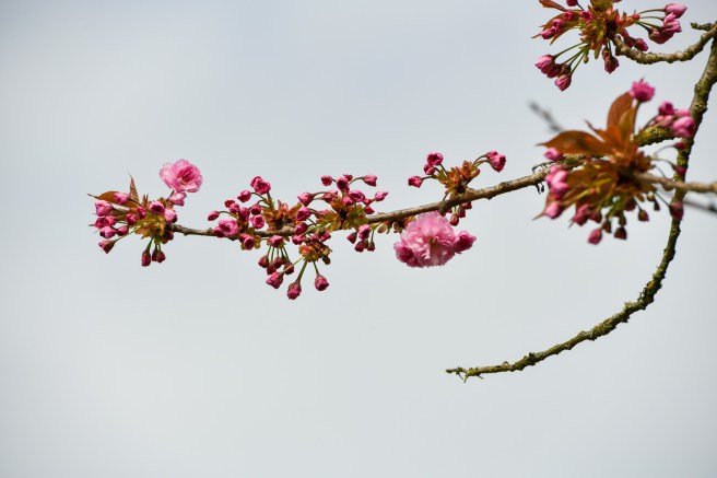 אביב בונקובר גלית לוינסקי