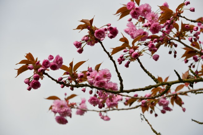 אביב בונקובר גלית לוינסקי