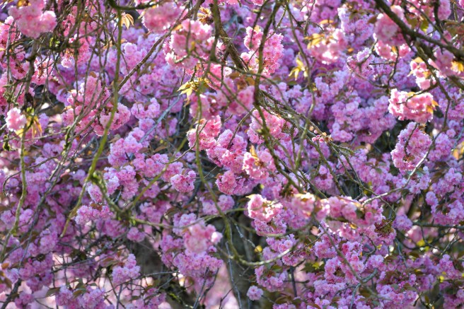 אביב בונקובר גלית לוינסקי