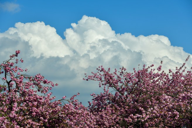 אביב בונקובר גלית לוינסקי