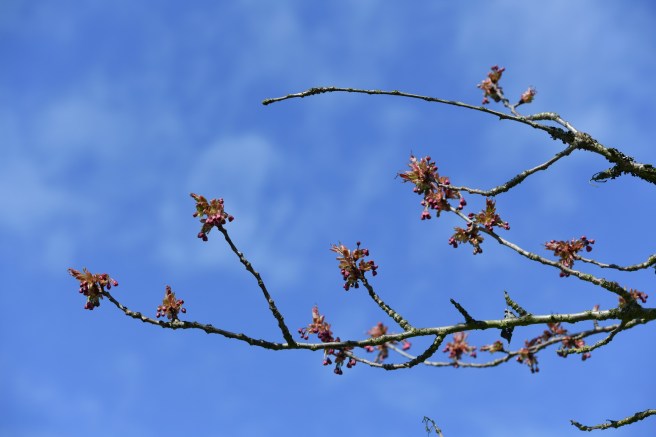 אביב בונקובר גלית לוינסקי