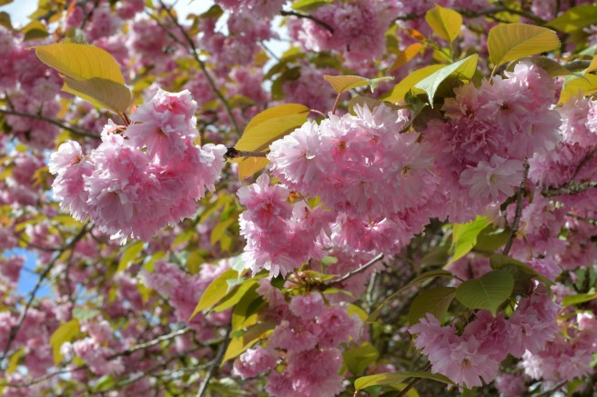 אביב בונקובר גלית לוינסקי