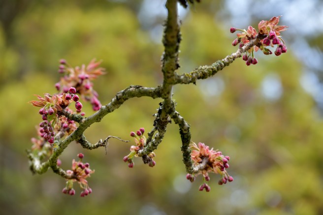 אביב בונקובר גלית לוינסקי