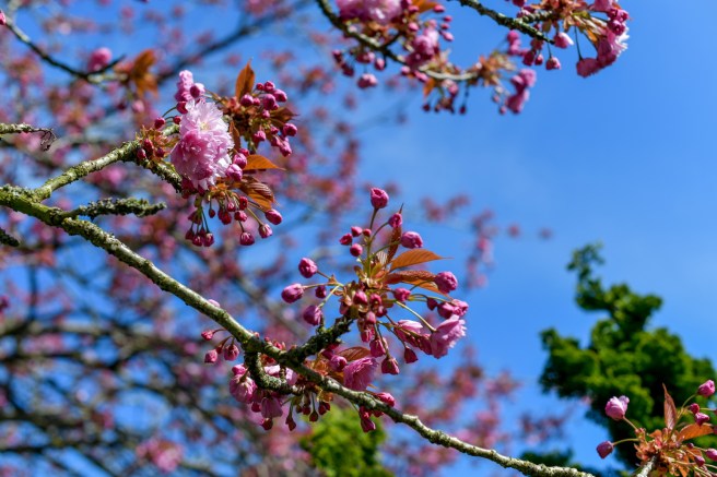 אביב בונקובר גלית לוינסקי