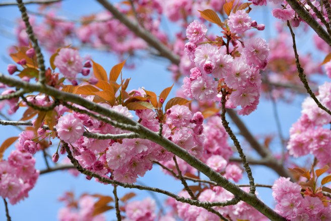 אביב בונקובר גלית לוינסקי