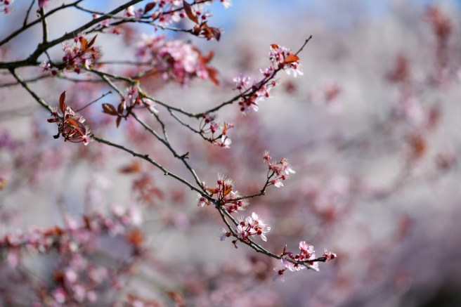 אביב בונקובר גלית לוינסקי