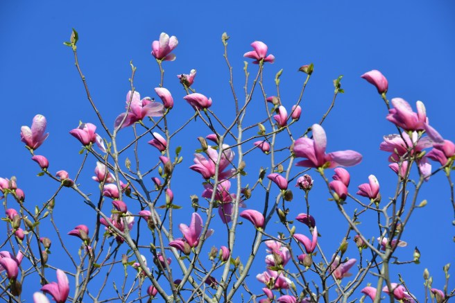 אביב בונקובר גלית לוינסקי