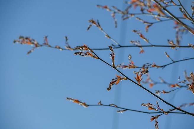 אביב בונקובר גלית לוינסקי