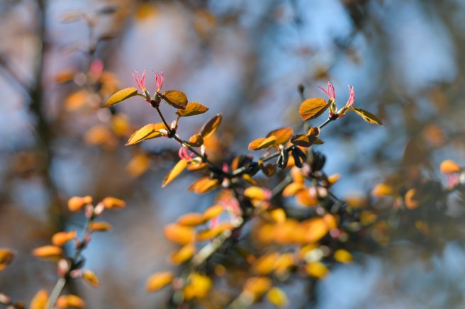 אביב בונקובר גלית לוינסקי
