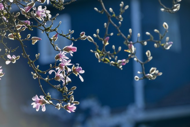 אביב בונקובר גלית לוינסקי