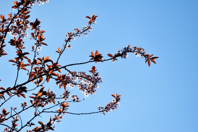 אביב בונקובר גלית לוינסקי